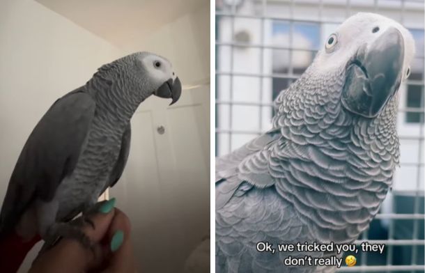 Images show Cruz the African grey parrot. Left image he is perched on his mom's hand. Right image he is on the perch in his cage.