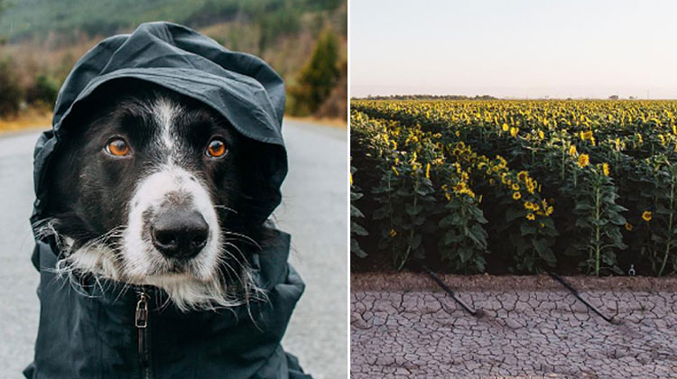 Border collie hot sale waterproof coat