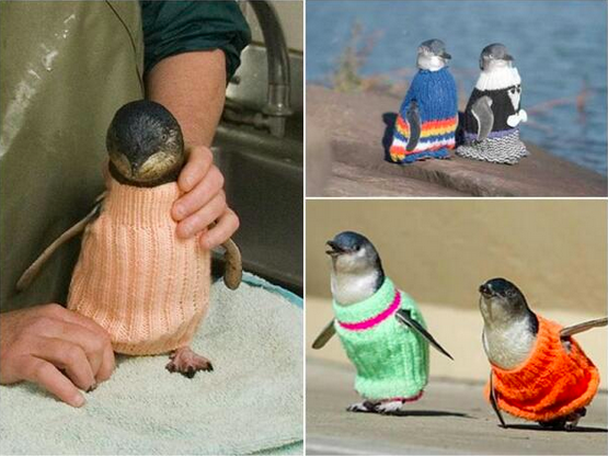 New Zealand's Penguins Need You to Knit Them Sweaters (True Story)