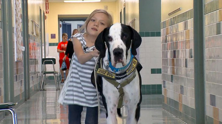 She Was Wheelchair Bound Before She Met This Dog Now He s