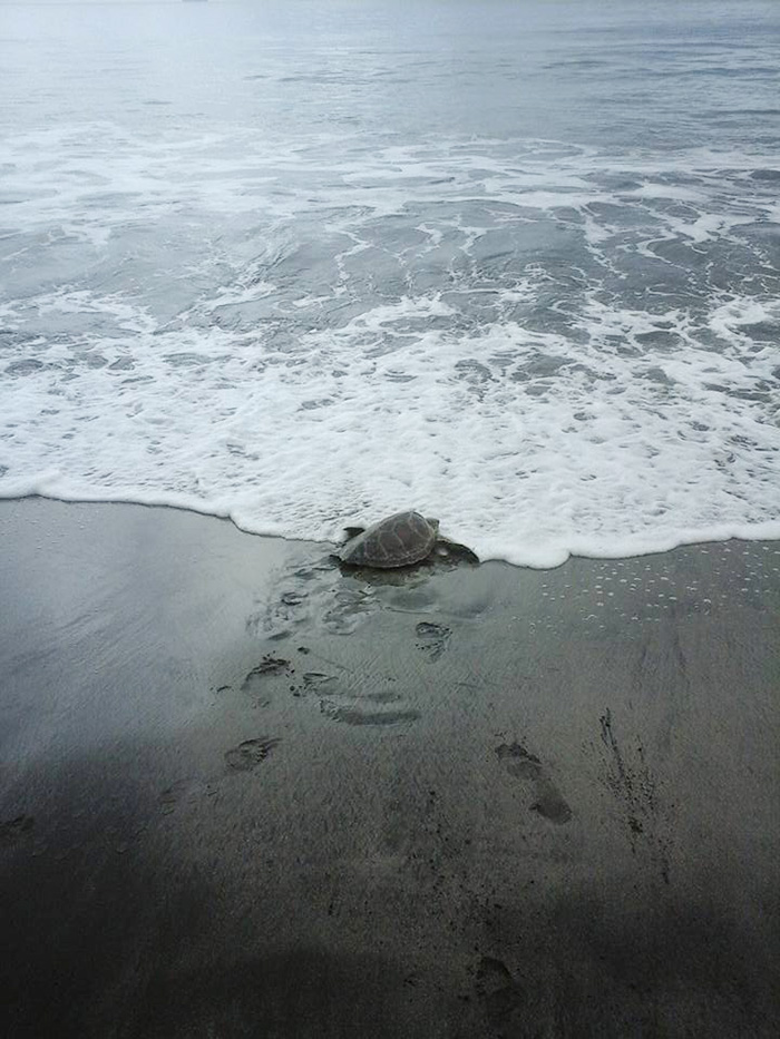 Man Saves Sea Turtles From Dinner Table, The Photos Of Him Transporting ...