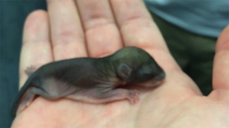 Man Rescues Tiny Creature From The Heat And They End Up The Best Of ...