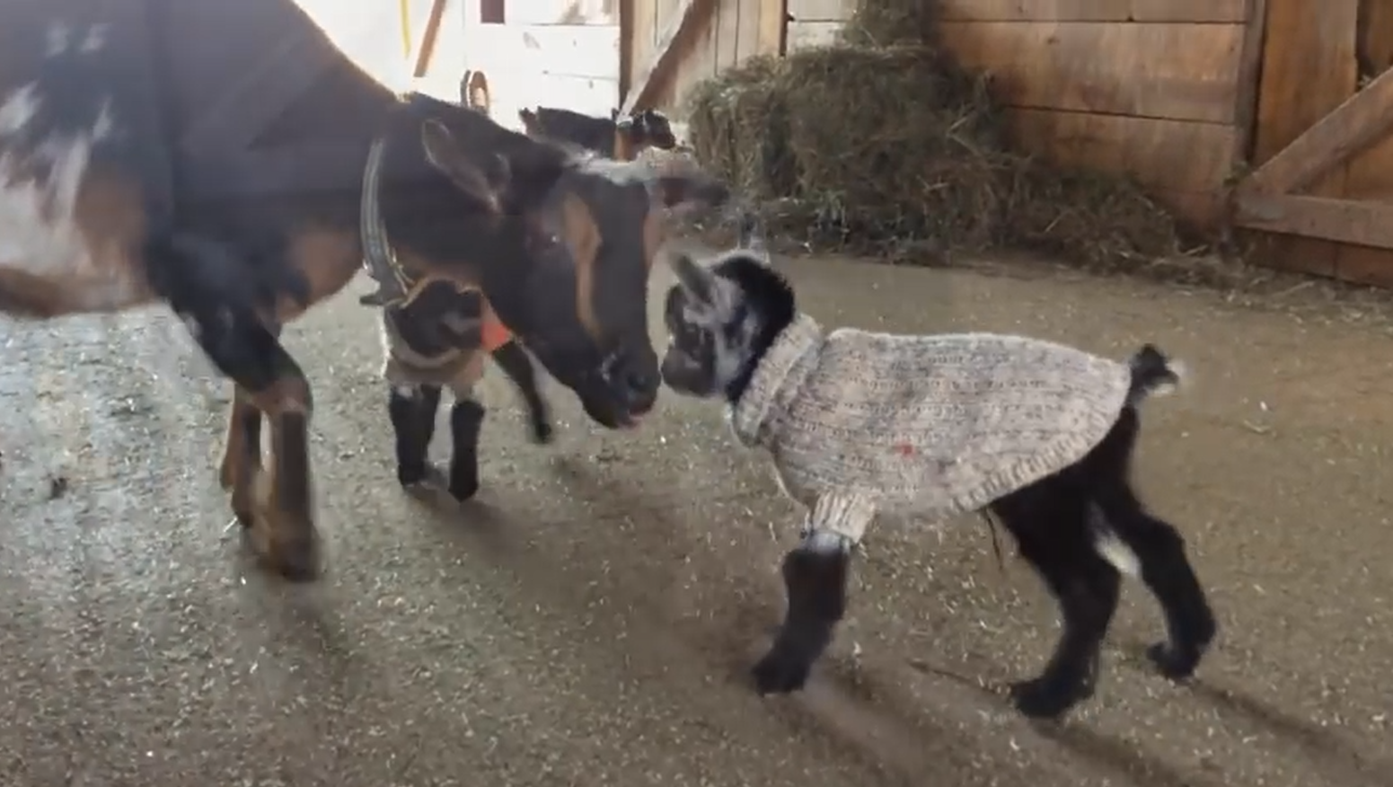 1-Day-Old Goats In Tiny Sweaters Learn How To Jump For First Time In  Precious Video. – InspireMore