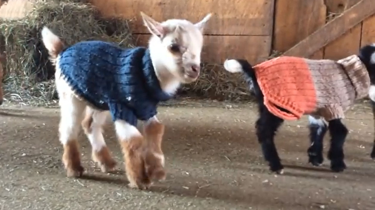 1-Day-Old Goats In Tiny Sweaters Learn How To Jump For First Time