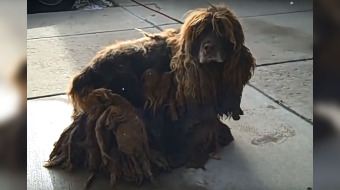 Cocker spaniel deals matted fur