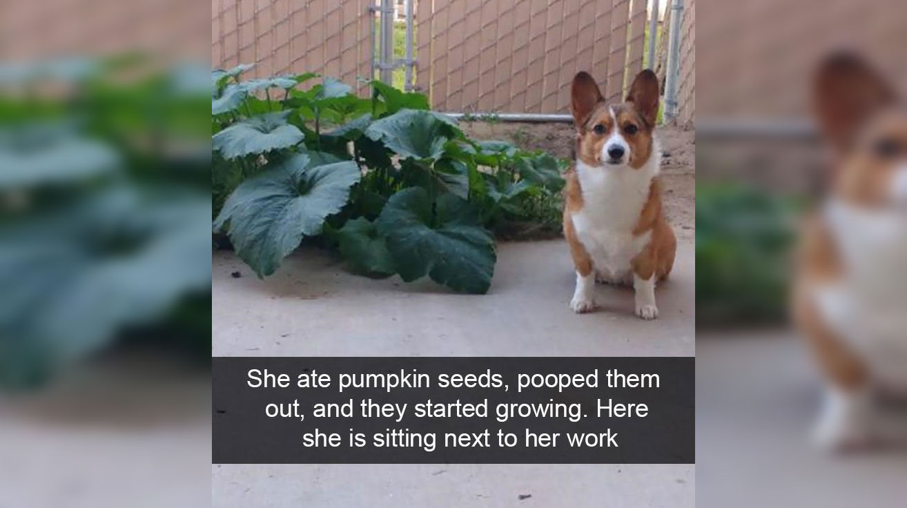 Dog ate pumpkin on sale seeds