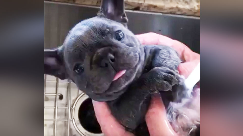 The cutest french bulldog in hot sale the world