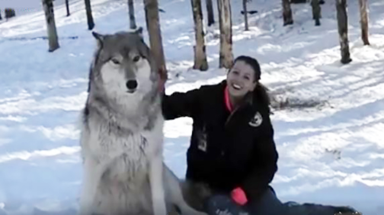HUGE Wolf Approaches Woman From Forest, But Pay Attention To His Next ...