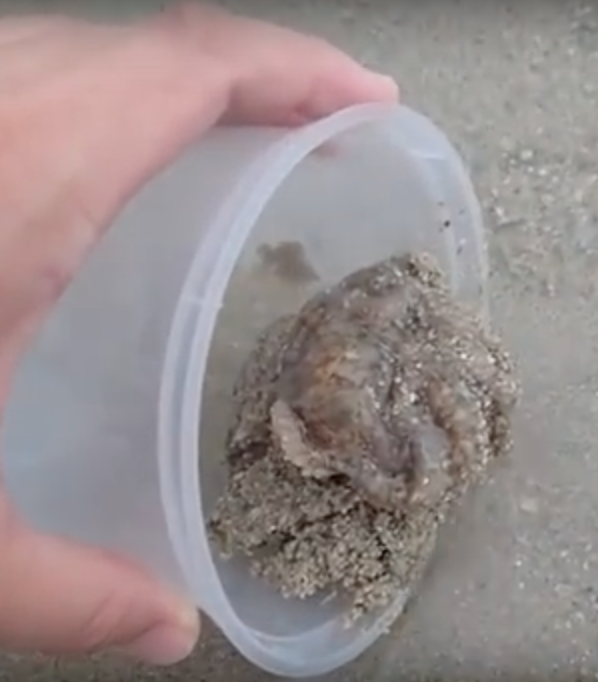 Man Rescues Stranded Octopus, Then It Thanks Him With Sweetest Token Of ...