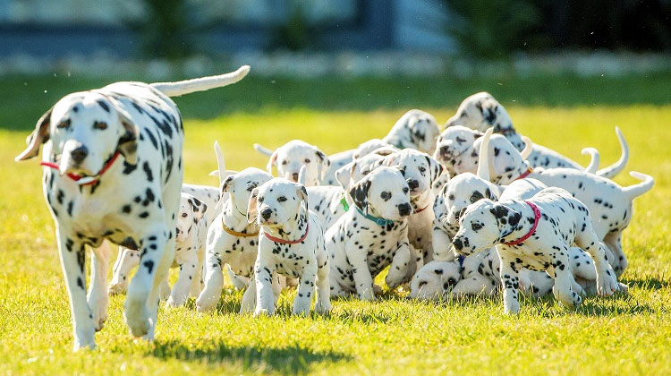 Huge dalmatian best sale