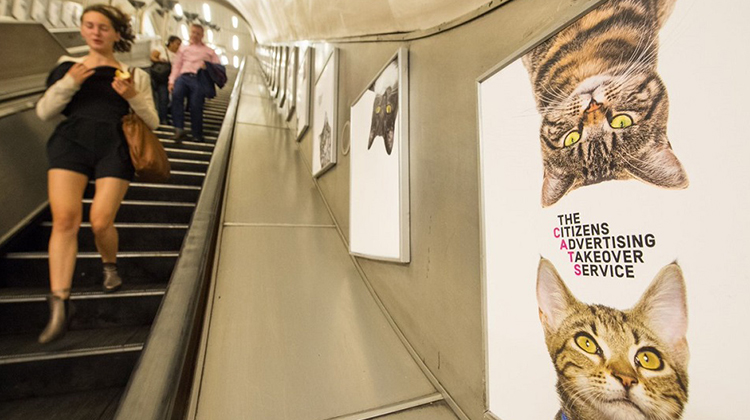 Adorable Cat Pictures In Subway Go Viral, Replace Advertisements To Delight  Bystanders. – InspireMore