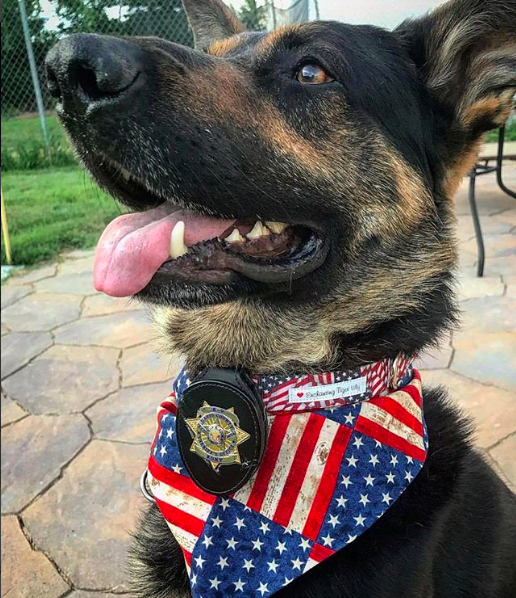 17 Cutest K9 Officers That Will Steal Your Heart – InspireMore