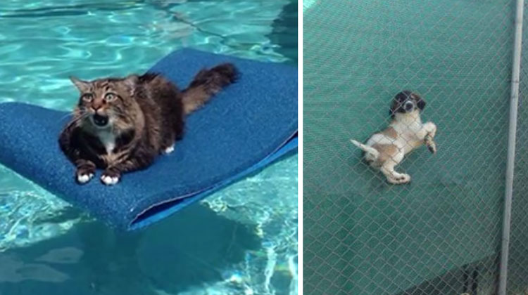 24 Pets Who Instantly Regretted Their Decisions – InspireMore