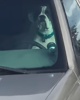 British Columbia Man Finds Dog Honking Car Horn - InspireMore