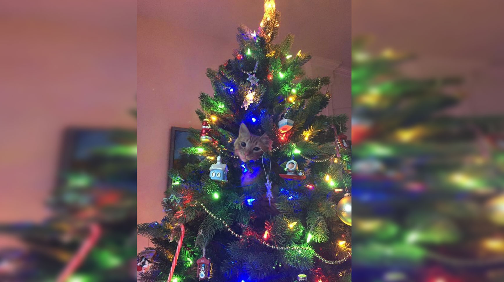 21 Cats Vs. Christmas Trees – InspireMore