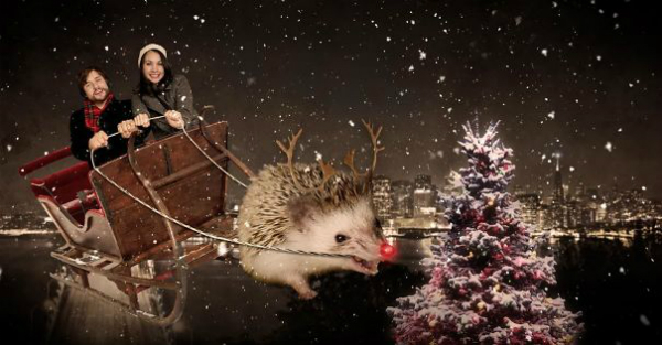 hedgehogchristmas