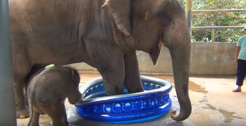 Thailand Baby Elephant Struggle With New Bathtub - InspireMore