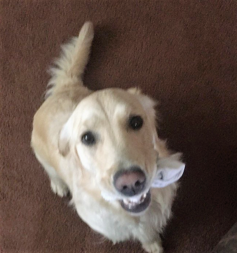 Stella The Golden Picks Up Random Objects For Attention - InspireMore