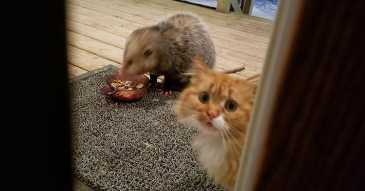 Opossum Steals Cat s Food And Owner Records Exchange InspireMore