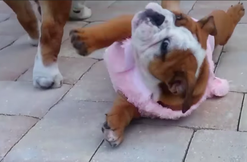 bulldog puppy cant get up