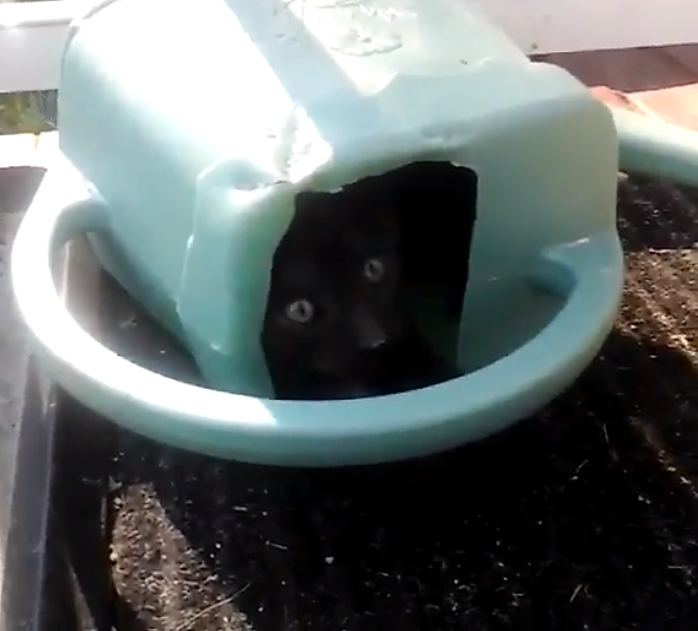 black cat watering can