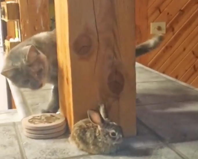 cat and rabbit