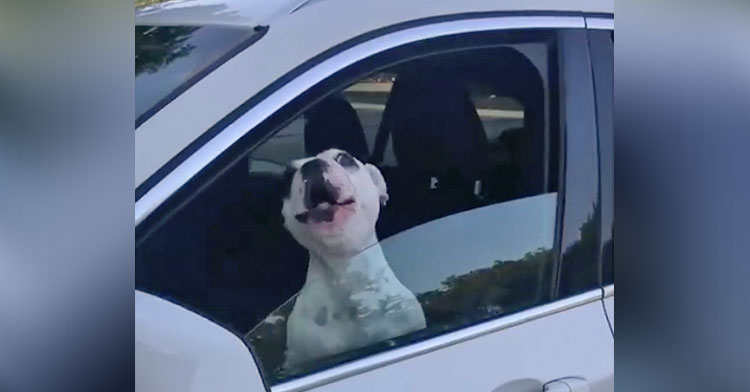 Walter the frenchie in sales the car