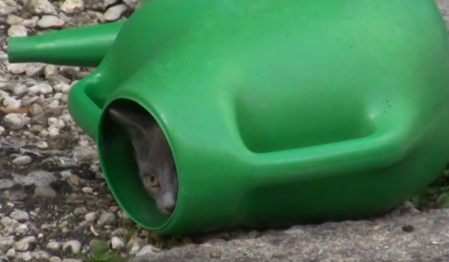 gray cat watering can