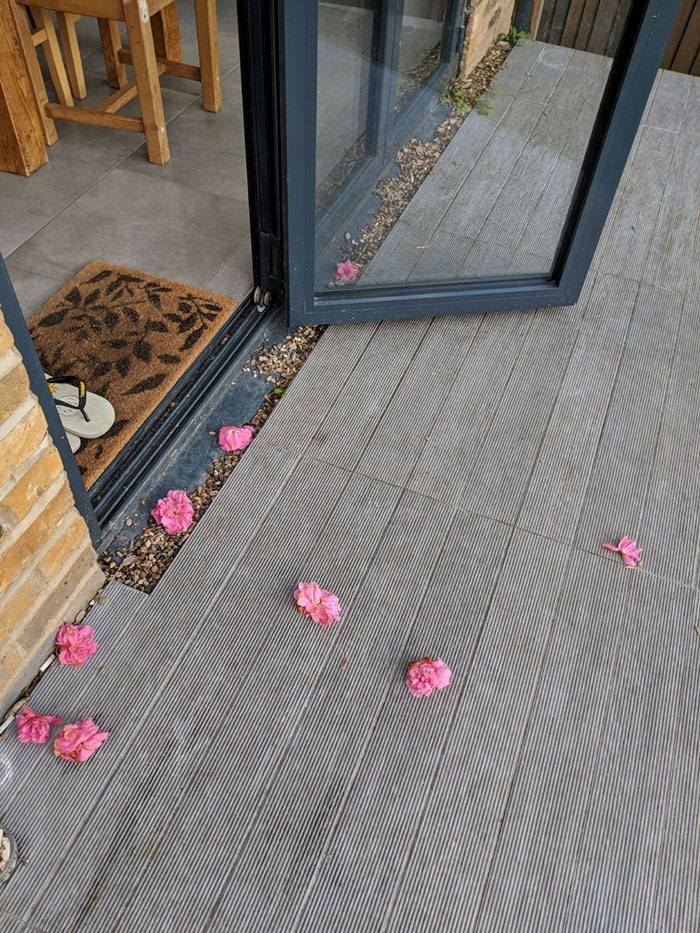 For weeks, a woman couldn't figure out how little pink flowers were making their way onto her porch. Finally, she caught the neighbor's cat Willow making a delivery.