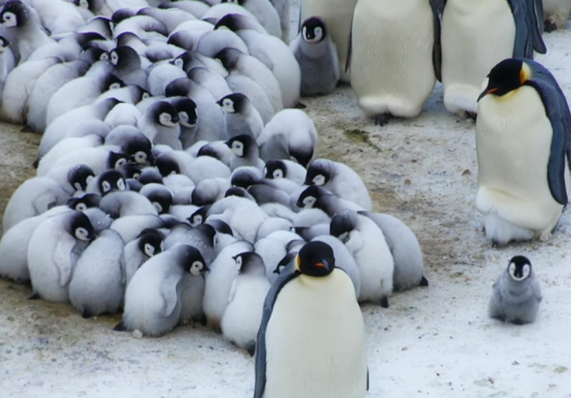 BBC Documentary Captures Moment Penguin Leaves Dad's Pouch — InspireMore