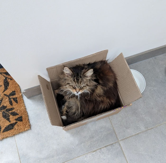 For weeks, a woman couldn't figure out how little pink flowers were making their way onto her porch. Finally, she caught the neighbor's cat Willow making a delivery.