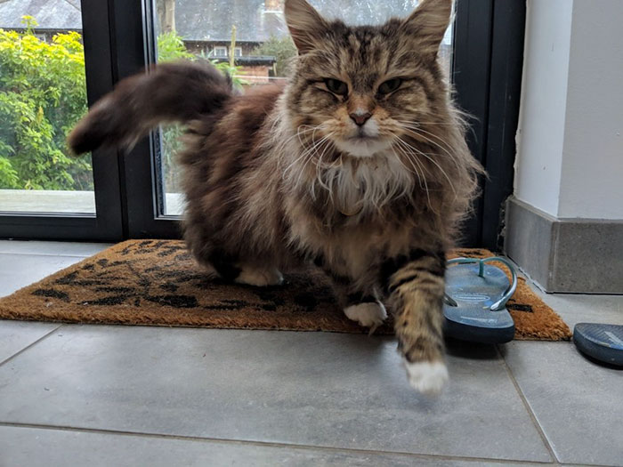 For weeks, a woman couldn't figure out how little pink flowers were making their way onto her porch. Finally, she caught the neighbor's cat Willow making a delivery.