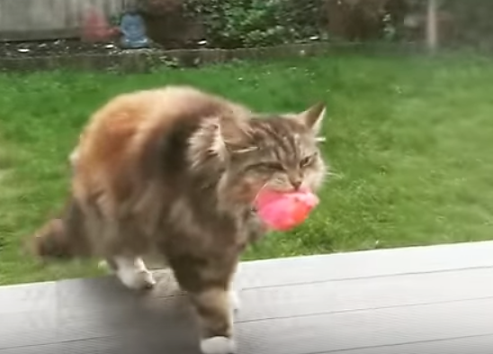 For weeks, a woman couldn't figure out how little pink flowers were making their way onto her porch. Finally, she caught the neighbor's cat Willow making a delivery.