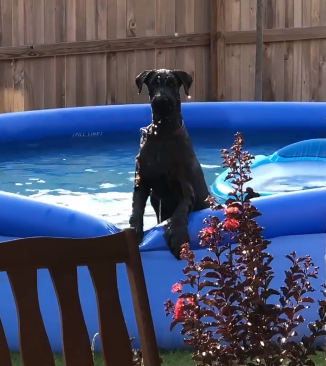 Giant Schnauzer Discovers Dad Filming His Pool Playtime - InspireMore