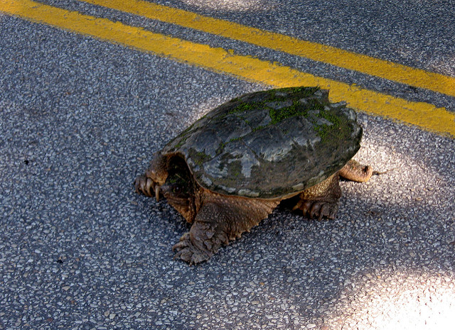 Officer Hawkins-Graham Saves Snapping Turtle In Rain. -InspireMore