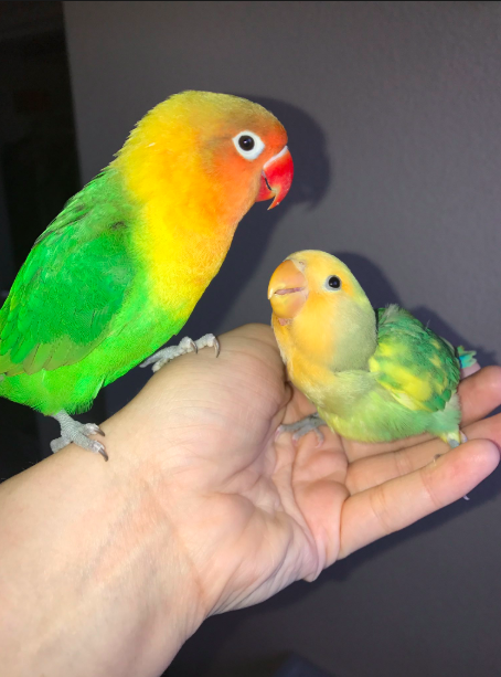 Lovebird Kiwi Finds Goth Girlfriend In California. -InspireMore