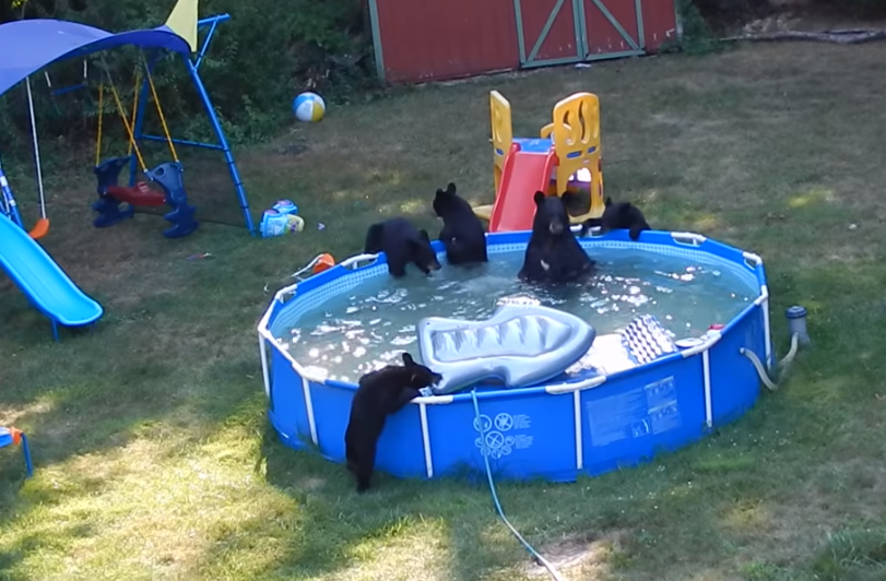 Bear Family Takes Over New Jersey Family's Backyard Pool - InspireMore