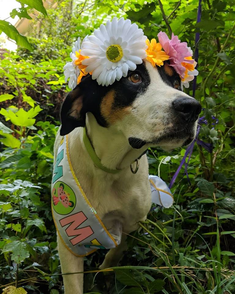 Pregnant Foster Dog Gets Maternity Photo Shoot - InspireMore