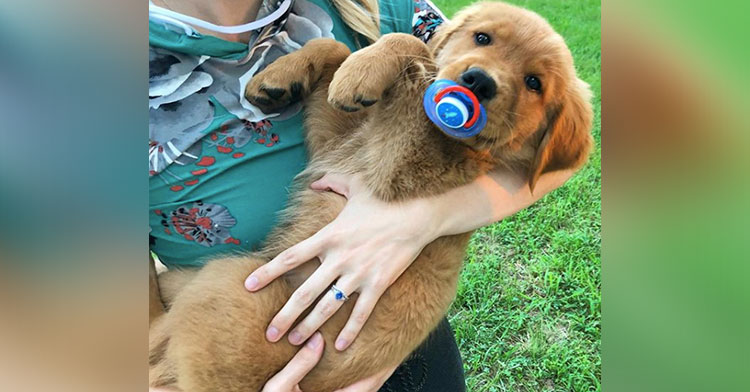 Golden Retriever Steals Human Brother s Pacifier InspireMore