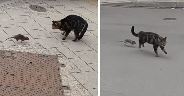 ANGRY CAT VS LA PETITE VOLEUSE