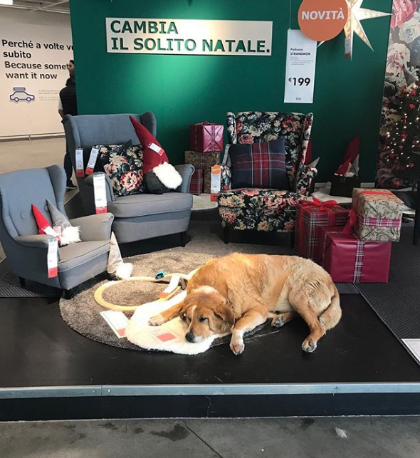 Ikea shop stray dogs