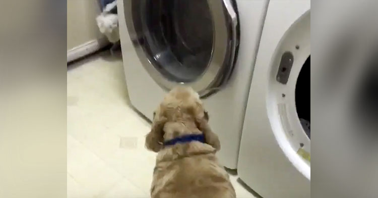 Bear Dog Dryer