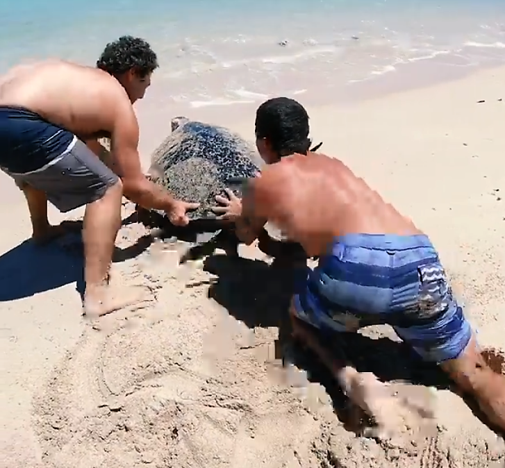 Filmmaker Brodie Moss Saves Australian Sea Turtle. InspireMore