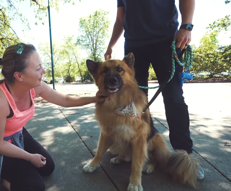 German Shepherd Rescue Sees Ocean For 1st Time In Sweet Video - InspireMore