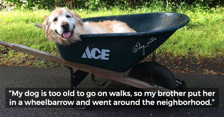 25 Adorable Senior Dogs Who Have Been Stealing Hearts For Years ...