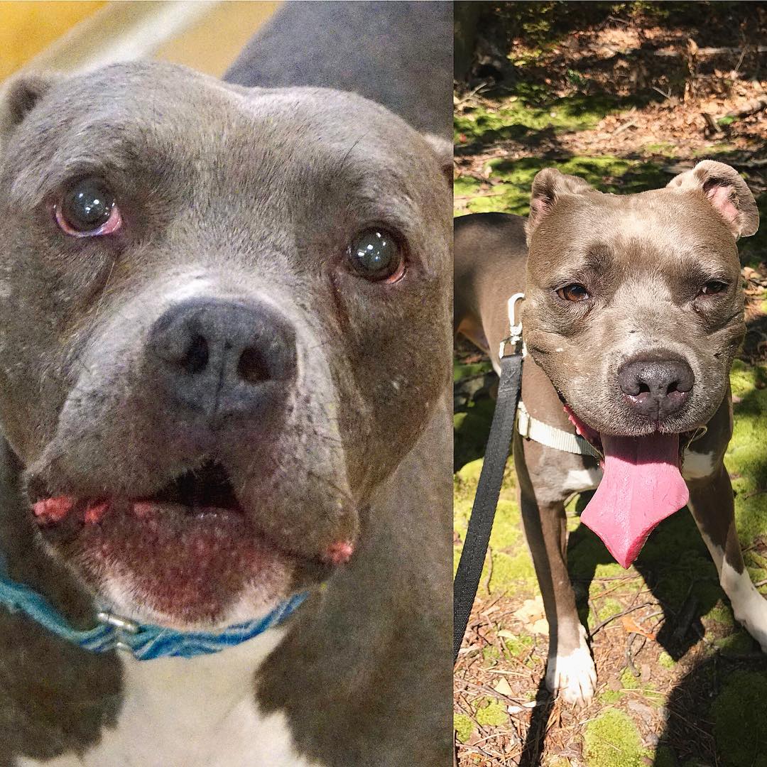 24 Shelter Dogs Before And After Getting Forever Homes - InspireMore