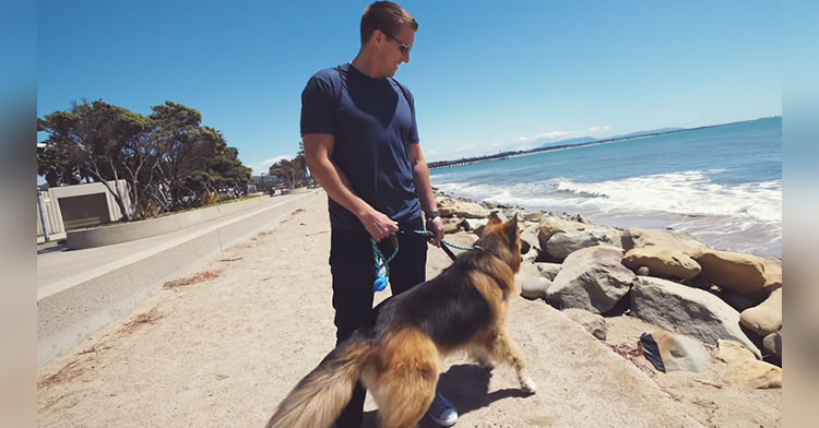 German Shepherd Rescue Sees Ocean For 1st Time In Sweet Video - InspireMore