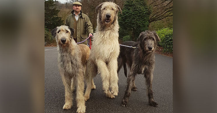 26 Adorably Massive Irish Wolfhound Dogs - InspireMore