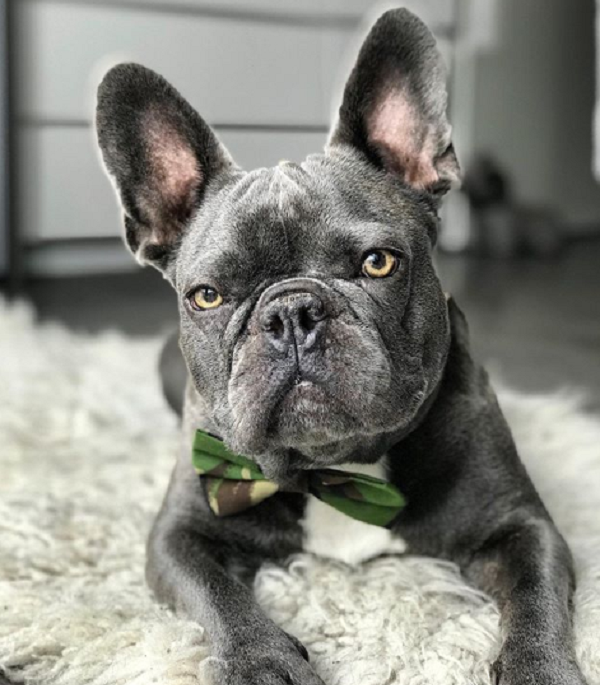 French Bulldog Has Cute Freakout Over New Kiddie Pool - InspireMore