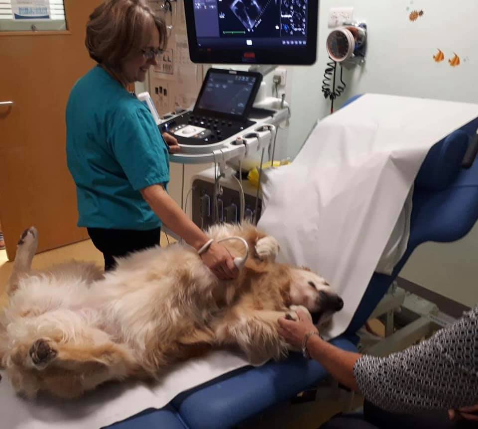 Dog Doctors Help Sick Kids With Scary Medical Procedures. -InspireMore